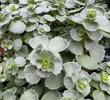 Sedum sieboldii